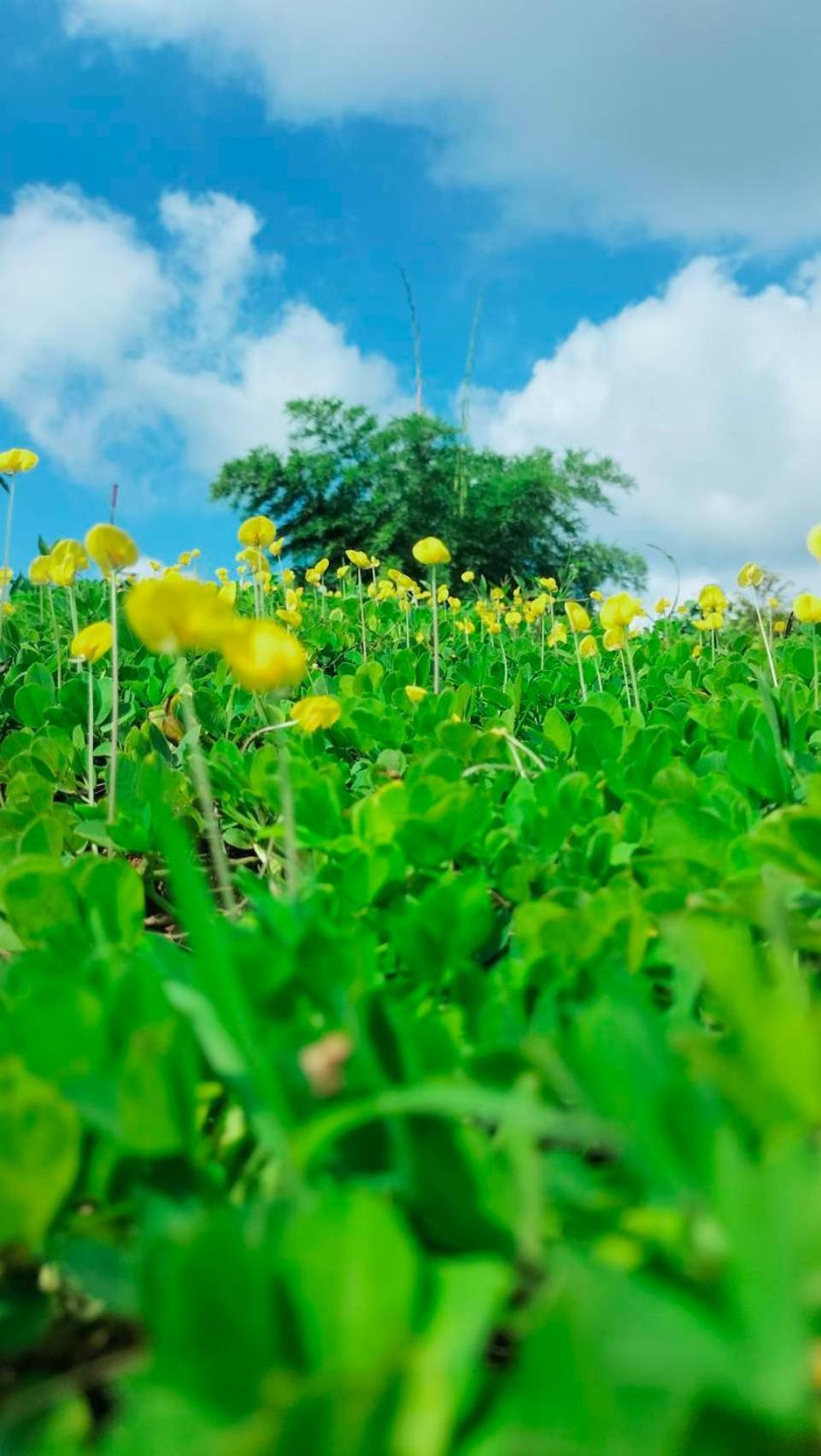 Smile Farm At Khaokho Hotel Ban Thung Samo Exterior photo