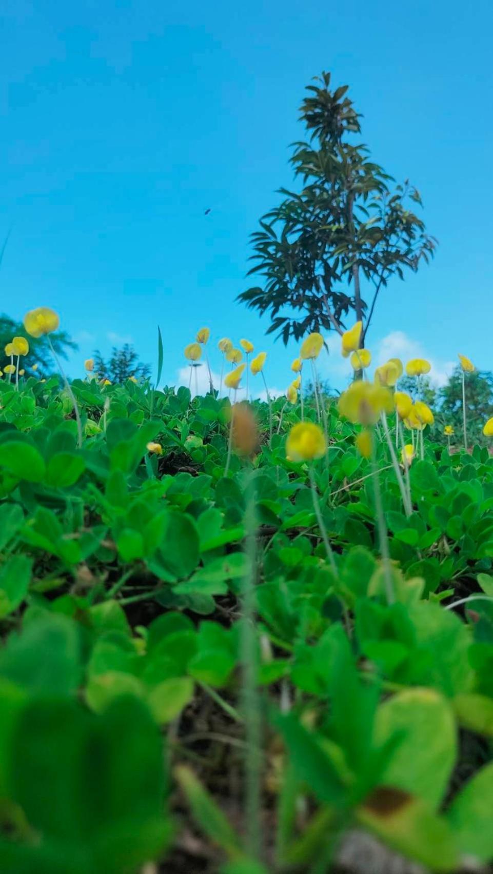 Smile Farm At Khaokho Hotel Ban Thung Samo Exterior photo