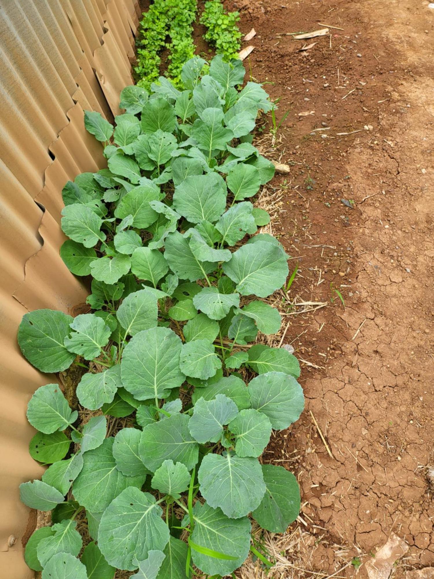 Smile Farm At Khaokho Hotel Ban Thung Samo Exterior photo